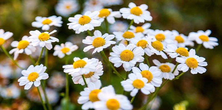 Tanacetum parthenium efeitos colaterais literatura comprar